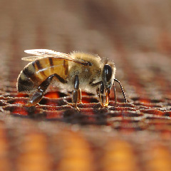 Visite ruche abeille