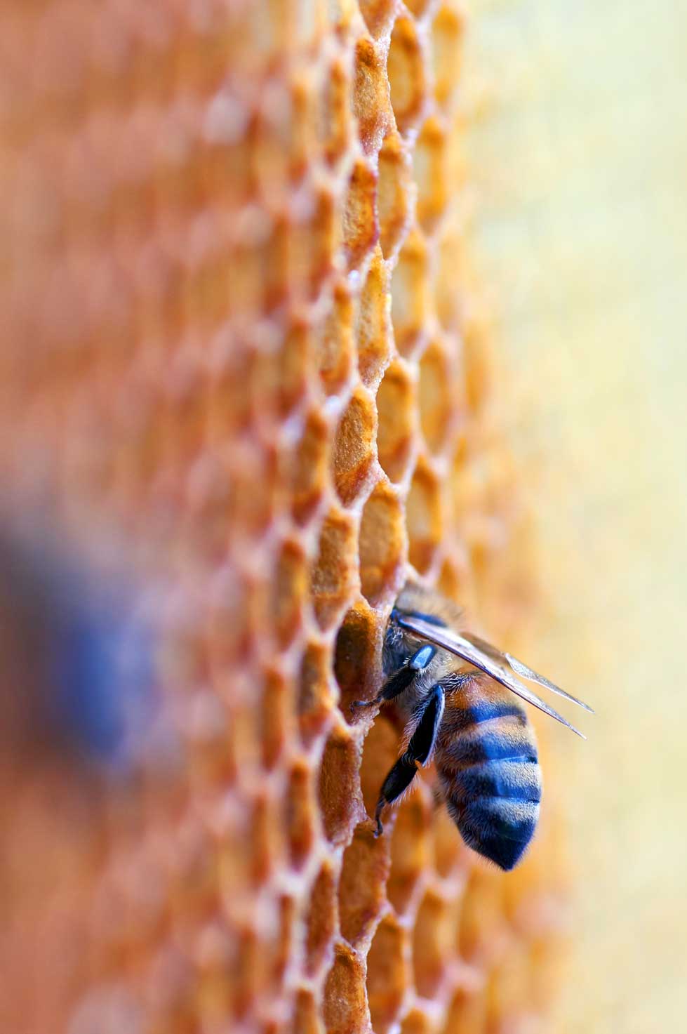 Ruche abeille 
