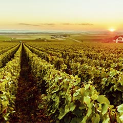 Bordeaux et ses vignobles